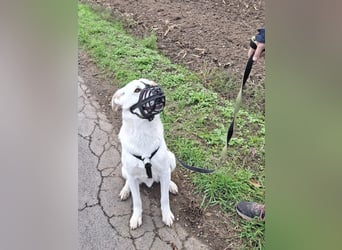 Lucio: wo bist du, der mich liebt?