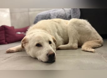 Lucio - wo bist du, der mich liebt?