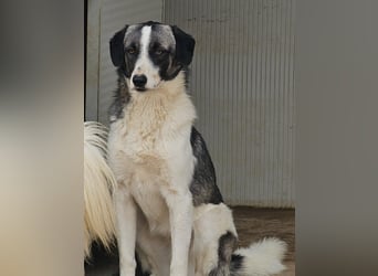 Francia - tolles Maremmano-Mädchen