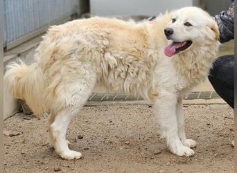 Artu - einfach nur toll