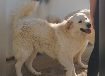 Artu - einfach nur toll