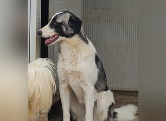 Francia - tolles Maremmano-Mädchen