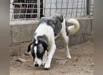 Francia - tolles Maremmano-Mädchen