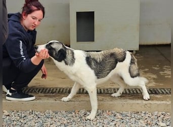 Francia - tolles Maremmano-Mädchen