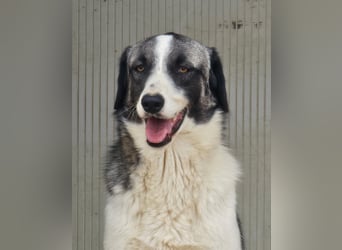 Francia - tolles Maremmano-Mädchen