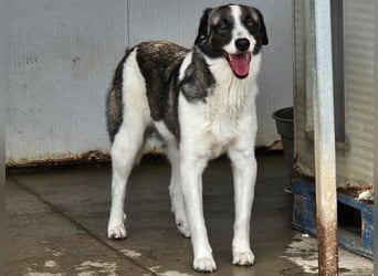 Francia - tolles Maremmano-Mädchen