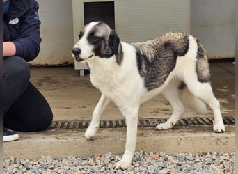Francia - tolles Maremmano-Mädchen
