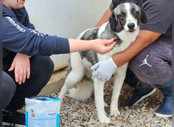 Francia - tolles Maremmano-Mädchen