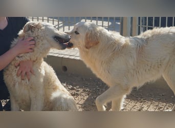 Artu - einfach nur toll