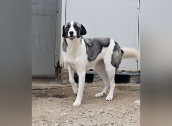 Francia - tolles Maremmano-Mädchen