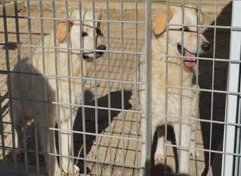 Artu - einfach nur toll