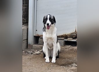 Francia - tolles Maremmano-Mädchen