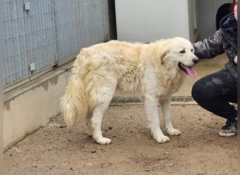 Artu - einfach nur toll