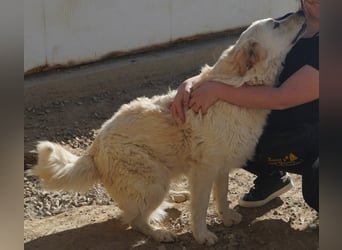 Artu - einfach nur toll