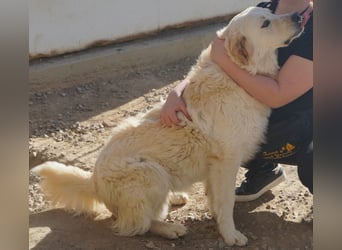 Artu - einfach nur toll