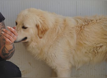 Artu - einfach nur toll