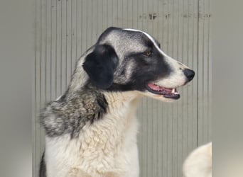Francia - tolles Maremmano-Mädchen