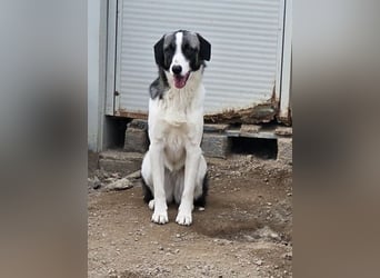 Francia - tolles Maremmano-Mädchen