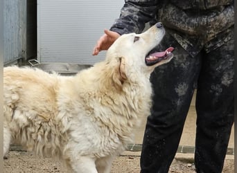 Artu - einfach nur toll