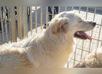 Artu - einfach nur toll