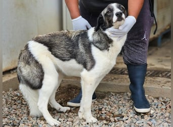Francia - tolles Maremmano-Mädchen