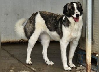 Francia - tolles Maremmano-Mädchen