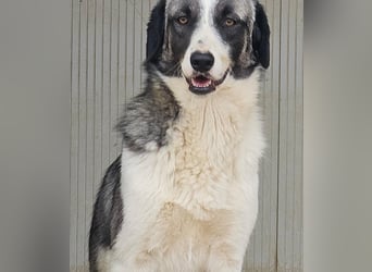 Francia - tolles Maremmano-Mädchen