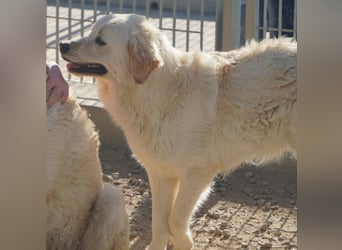 Artu - einfach nur toll