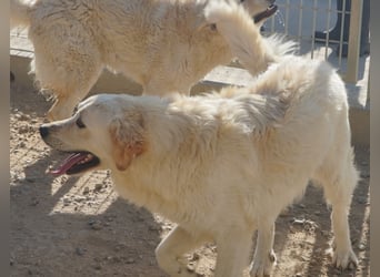 Artu - einfach nur toll