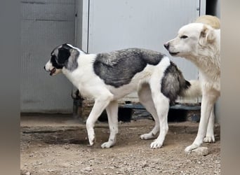 Francia - tolles Maremmano-Mädchen