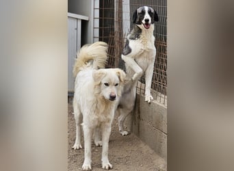 Francia - tolles Maremmano-Mädchen