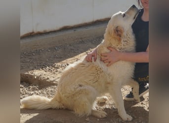 Artu - einfach nur toll