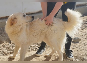 Artu - einfach nur toll