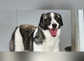 Francia - tolles Maremmano-Mädchen