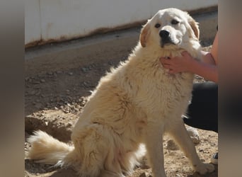 Artu - einfach nur toll