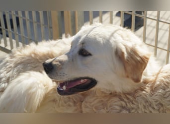 Artu - einfach nur toll