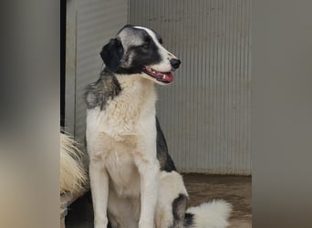 Francia - tolles Maremmano-Mädchen