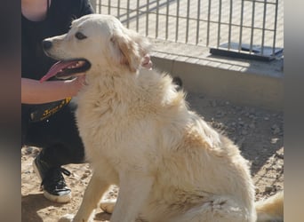 Artu - einfach nur toll