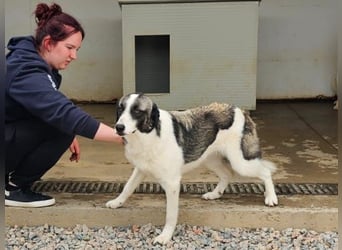 Francia - tolles Maremmano-Mädchen