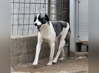 Francia - tolles Maremmano-Mädchen