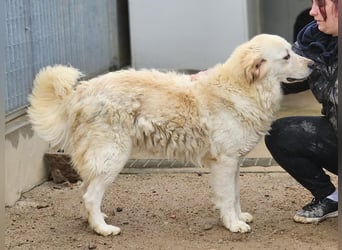 Artu - einfach nur toll