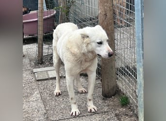 Luca