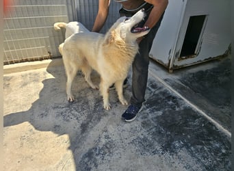 Dodi: eingesperrt mit Schmerzen