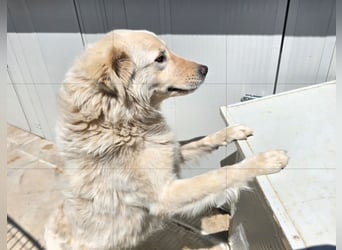 Olaf: wie groß kann Sehnsucht sein