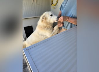 Dodi: eingesperrt mit Schmerzen