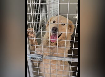 Olaf: wie groß kann Sehnsucht sein