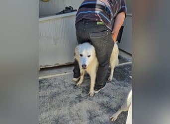 Dodi: eingesperrt mit Schmerzen