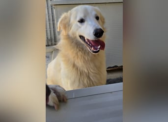 Dodi: eingesperrt mit Schmerzen