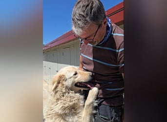 Olaf: wie groß kann Sehnsucht sein