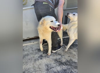 Dodi: eingesperrt mit Schmerzen